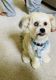 Shih-Poo Puppies for sale in Union, KY, USA. price: $700