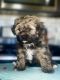 Shih-Poo Puppies for sale in Edmond, OK, USA. price: $2,150