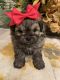 Shih-Poo Puppies for sale in Norwalk, CA, USA. price: NA