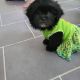 Shih-Poo Puppies for sale in Knightdale, NC, USA. price: NA