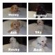 Shih-Poo Puppies for sale in Covington, GA 30016, USA. price: NA