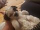 Shih-Poo Puppies for sale in Dinwiddie, VA 23841, USA. price: NA