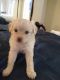 Shih-Poo Puppies for sale in North Hills, Los Angeles, CA, USA. price: $800