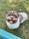 Shih Tzu Puppies for sale in Indianapolis, IN, USA. price: $1,900