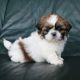 Shih Tzu Puppies for sale in Clements, CA, USA. price: NA
