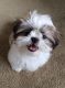 Shih Tzu Puppies for sale in Euless, TX 76039, USA. price: NA