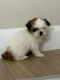 Shih Tzu Puppies for sale in Colorado Springs, CO, USA. price: $1,000