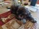 Shih Tzu Puppies for sale in Henderson, KY 42420, USA. price: $800