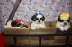 Shih Tzu Puppies for sale in Harrisburg, PA, USA. price: NA