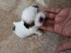 Shih Tzu Puppies for sale in Banaswadi, Bengaluru, Karnataka, India. price: 70000 INR