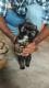 Shih Tzu Puppies for sale in Chandra Layout, Bengaluru, Karnataka, India. price: 20000 INR