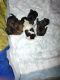 Shih Tzu Puppies for sale in China Grove, NC 28023, USA. price: NA