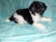 Shih Tzu Puppies for sale in Tecumseh, OK, USA. price: $1,500