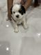 Shih Tzu Puppies for sale in MIG-B-56, Swamik Nagar, A. S. Rao Nagar, Secunderabad, Telangana 500062, India. price: 35 INR