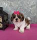 Shih Tzu Puppies for sale in Carmel-By-The-Sea, CA 93923, USA. price: NA