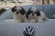 Shih Tzu Puppies for sale in Goshen, IN, USA. price: NA