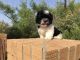 Shih Tzu Puppies for sale in Midland, TX, USA. price: NA