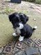 Shih Tzu Puppies for sale in Northville, MI 48167, USA. price: NA
