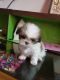 Shih Tzu Puppies for sale in Nalpur, Uttar Pradesh 245206, India. price: 25000 INR