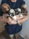 Shih Tzu Puppies for sale in Springtown, TX 76082, USA. price: NA