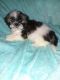 Shih Tzu Puppies for sale in Tecumseh, OK, USA. price: $1,200