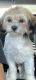 Shih Tzu Puppies for sale in Stockbridge, GA, USA. price: $800