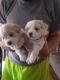 Shih Tzu Puppies for sale in Newark, NY 14513, USA. price: NA