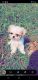 Shih Tzu Puppies for sale in Lyerly, GA 30730, USA. price: NA