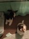 Shih Tzu Puppies for sale in 260 Windy Hill Way, Athens, GA 30606, USA. price: NA