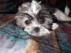 Shih Tzu Puppies for sale in Tecumseh, OK, USA. price: $1,200