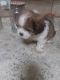 Shih Tzu Puppies for sale in Macon, MO 63552, USA. price: NA