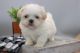 Shih Tzu Puppies for sale in Huntington, WV, USA. price: NA