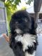 Shih Tzu Puppies for sale in Clinton Twp, MI 48035, USA. price: $350