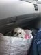 Shih Tzu Puppies for sale in Logan, UT, USA. price: $1,000