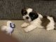 Shih Tzu Puppies for sale in Roswell, NM, USA. price: $1