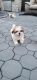 Shih Tzu Puppies for sale in Piscataway, NJ 08854, USA. price: NA