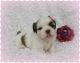 Shih Tzu Puppies for sale in Austin, TX 78757, USA. price: $500