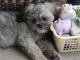 Shih Tzu Puppies for sale in Sedro-Woolley, WA 98284, USA. price: $1,600