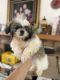 Shih Tzu Puppies for sale in 15800 Arbury St, Hesperia, CA 92345, USA. price: $1,200