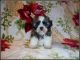 Shih Tzu Puppies for sale in Wildwood, FL, USA. price: $1,800