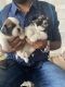 Shih Tzu Puppies for sale in 7th Main Rd, Kamadhenu Nagar, B Narayanapura, Mahadevapura, Bengaluru, Karnataka 560016, India. price: 26000 INR