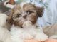 Shih Tzu Puppies for sale in Liberty Lake, WA 99016, USA. price: NA