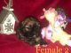 Shih Tzu Puppies for sale in Woodford, VA 22580, USA. price: $2,000