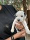 Shih Tzu Puppies for sale in Visalia, CA, USA. price: $50