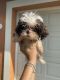 Shih Tzu Puppies for sale in Fort Myers Beach, FL 33931, USA. price: $1,000