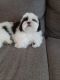 Shih Tzu Puppies for sale in Fort Collins, CO, USA. price: NA