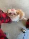 Shih Tzu Puppies for sale in 49467 Golden Gate Dr, Macomb, MI 48044, USA. price: NA