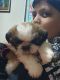 Shih Tzu Puppies for sale in Khammam, Telangana, India. price: 32 INR