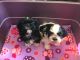 Shih Tzu Puppies for sale in Ramsey, MN 55303, USA. price: $1,100