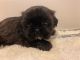 Shih Tzu Puppies for sale in Riceville, TN 37370, USA. price: $1